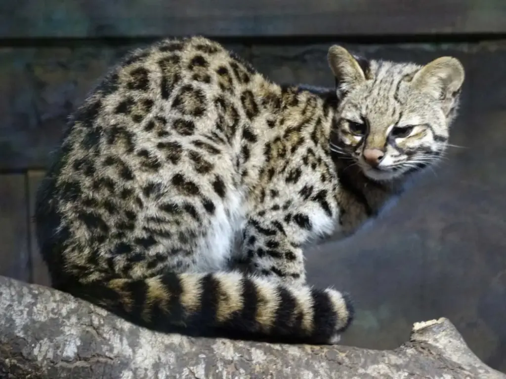 Leopardus-guttulus